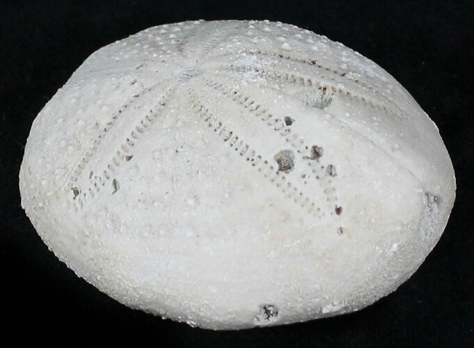 Fossil Sea Urchin (Eupatagus) - Florida #28782